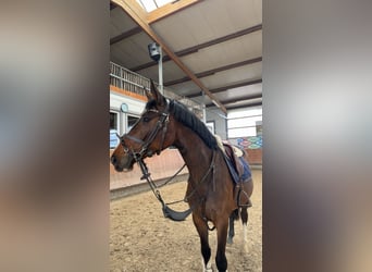 Cavallo da sella tedesco, Giumenta, 5 Anni, 163 cm, Baio scuro