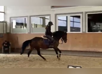 Cavallo da sella tedesco, Giumenta, 5 Anni, 163 cm, Baio scuro