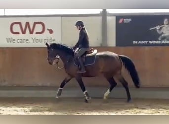 Cavallo da sella tedesco, Giumenta, 5 Anni, 163 cm, Baio scuro