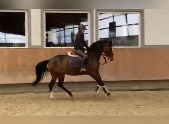 Cavallo da sella tedesco, Giumenta, 5 Anni, 163 cm, Baio scuro