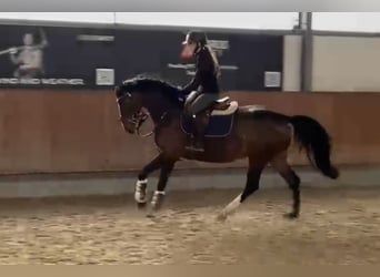 Cavallo da sella tedesco, Giumenta, 5 Anni, 163 cm, Baio scuro
