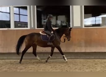 Cavallo da sella tedesco, Giumenta, 5 Anni, 163 cm, Baio scuro