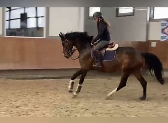Cavallo da sella tedesco, Giumenta, 5 Anni, 163 cm, Baio scuro