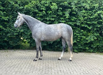 Cavallo da sella tedesco, Giumenta, 5 Anni, 163 cm