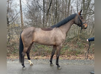 Cavallo da sella tedesco, Giumenta, 5 Anni, 164 cm, Baio
