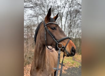 Cavallo da sella tedesco, Giumenta, 5 Anni, 164 cm, Baio