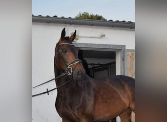 Cavallo da sella tedesco, Giumenta, 5 Anni, 165 cm, Baio nero