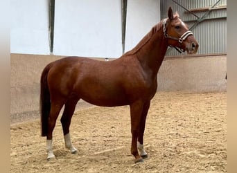 Cavallo da sella tedesco, Giumenta, 5 Anni, 165 cm, Sauro