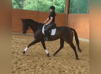 Cavallo da sella tedesco, Giumenta, 5 Anni, 166 cm, Baio scuro