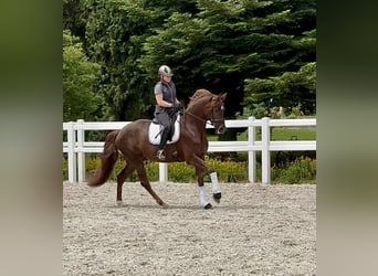Cavallo da sella tedesco, Giumenta, 5 Anni, 166 cm, Sauro scuro