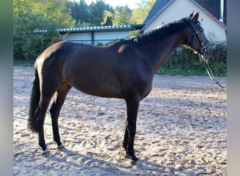 Cavallo da sella tedesco, Giumenta, 5 Anni, 167 cm, Baio scuro