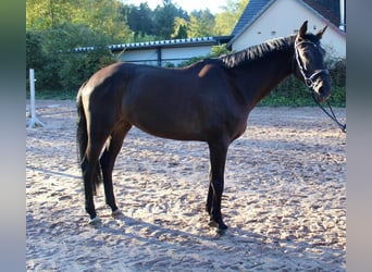 Cavallo da sella tedesco, Giumenta, 5 Anni, 167 cm, Baio scuro