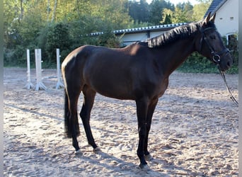 Cavallo da sella tedesco, Giumenta, 5 Anni, 167 cm, Baio scuro