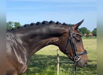 Cavallo da sella tedesco, Giumenta, 5 Anni, 168 cm, Baio