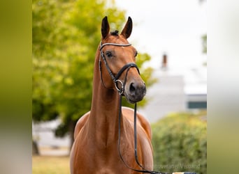 Cavallo da sella tedesco, Giumenta, 5 Anni, 169 cm, Baio