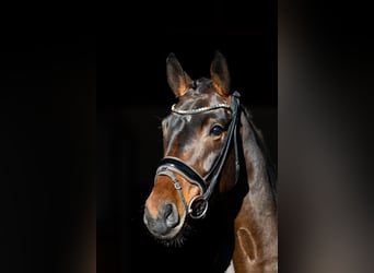 Cavallo da sella tedesco, Giumenta, 5 Anni, 170 cm, Baio scuro