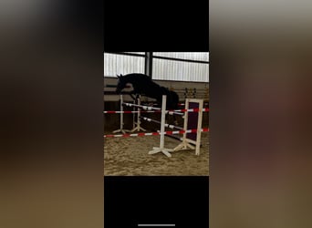 Cavallo da sella tedesco, Giumenta, 5 Anni, 173 cm, Baio