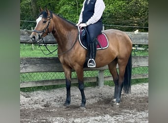 Cavallo da sella tedesco, Giumenta, 6 Anni, 150 cm, Baio