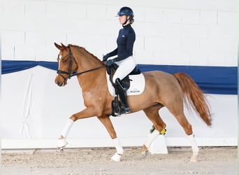 Cavallo da sella tedesco, Giumenta, 6 Anni, 155 cm, Sauro
