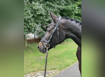 Cavallo da sella tedesco, Giumenta, 6 Anni, 163 cm, Baio scuro