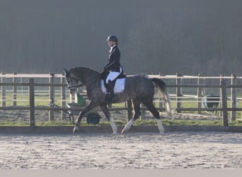 Cavallo da sella tedesco, Giumenta, 6 Anni, 163 cm, Leardo