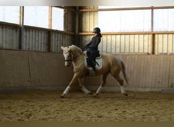Cavallo da sella tedesco, Giumenta, 6 Anni, 163 cm, Palomino