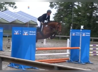 Cavallo da sella tedesco, Giumenta, 6 Anni, 164 cm, Baio