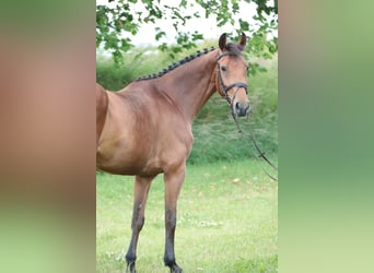 Cavallo da sella tedesco, Giumenta, 6 Anni, 164 cm, Baio