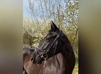 Cavallo da sella tedesco, Giumenta, 6 Anni, 165 cm, Morello