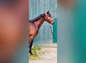 Cavallo da sella tedesco, Giumenta, 6 Anni, 166 cm, Baio