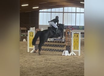 Cavallo da sella tedesco, Giumenta, 6 Anni, 166 cm, Baio nero