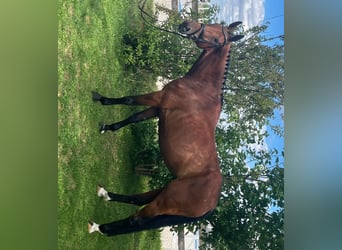 Cavallo da sella tedesco, Giumenta, 6 Anni, 168 cm, Baio