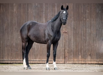Cavallo da sella tedesco, Giumenta, 6 Anni, 169 cm, Baio nero