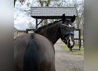 Cavallo da sella tedesco, Giumenta, 6 Anni, 170 cm, Baio scuro