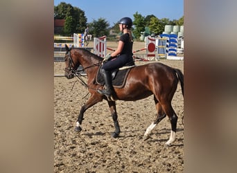 Cavallo da sella tedesco, Giumenta, 7 Anni, 153 cm, Baio