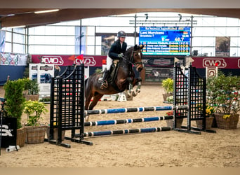 Cavallo da sella tedesco, Giumenta, 7 Anni, 153 cm, Baio