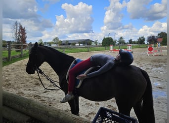 Cavallo da sella tedesco, Giumenta, 7 Anni, 153 cm, Baio