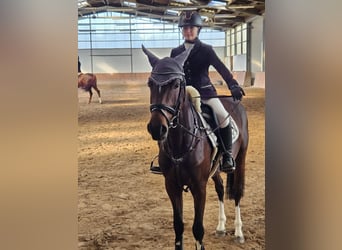 Cavallo da sella tedesco, Giumenta, 7 Anni, 153 cm, Baio