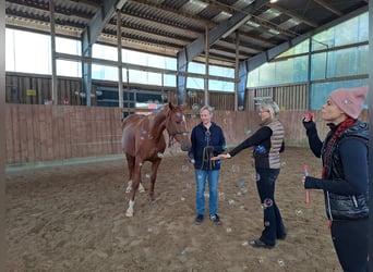 Cavallo da sella tedesco, Giumenta, 7 Anni, 154 cm, Sauro