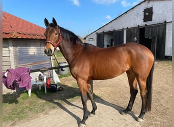 Cavallo da sella tedesco, Giumenta, 7 Anni, 157 cm, Baio