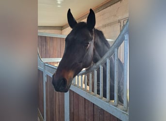 Cavallo da sella tedesco, Giumenta, 7 Anni, 160 cm, Baio nero