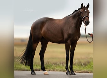 Cavallo da sella tedesco, Giumenta, 7 Anni, 164 cm, Baio scuro