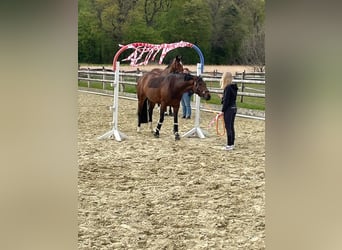 Cavallo da sella tedesco, Giumenta, 7 Anni, 167 cm, Baio