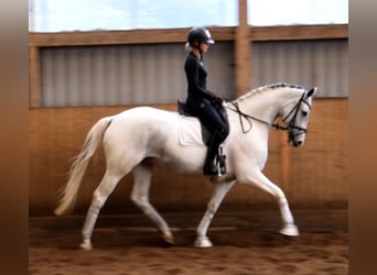 Cavallo da sella tedesco, Giumenta, 7 Anni, 167 cm, Pezzato