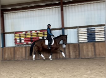 Cavallo da sella tedesco, Giumenta, 7 Anni, 168 cm, Baio