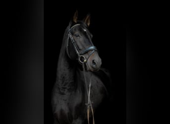 Cavallo da sella tedesco, Giumenta, 7 Anni, 168 cm, Baio scuro