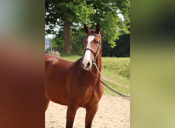 Cavallo da sella tedesco, Giumenta, 7 Anni, 169 cm, Baio