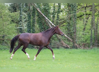 Cavallo da sella tedesco, Giumenta, 7 Anni, 170 cm, Sauro