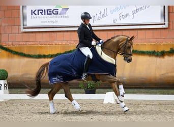 Cavallo da sella tedesco, Giumenta, 7 Anni, 171 cm, Sauro