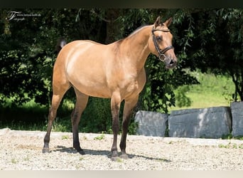 Cavallo da sella tedesco, Giumenta, 8 Anni, 157 cm